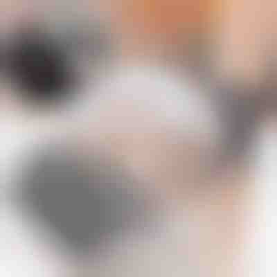 Četka za mačke (2 komada) | PURRCORNER